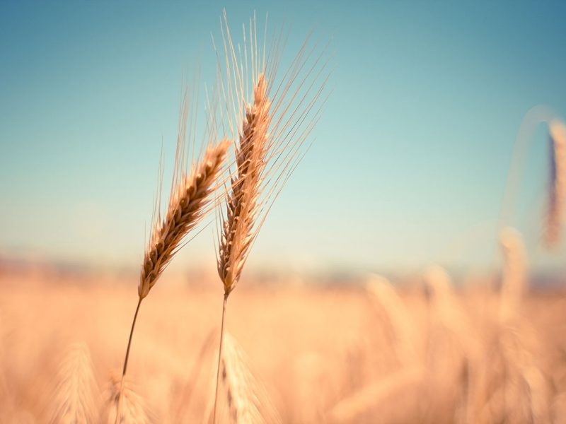 Summer field